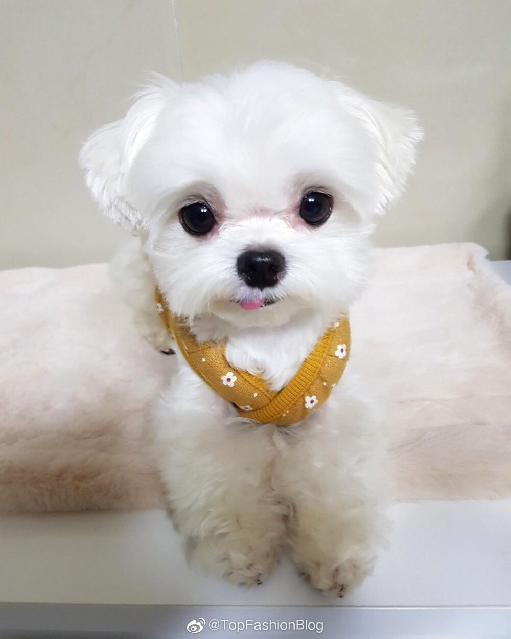 可爱萌宠头像狗狗头像#马尔济斯犬(˙▽˙)