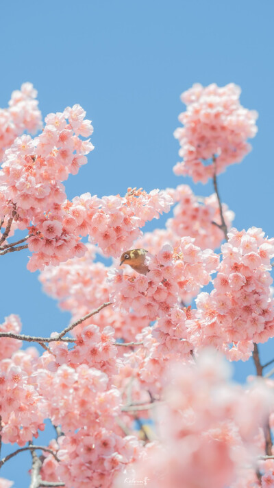 春暖花开,简约冷淡风爱壁纸平铺锁屏可爱小清新