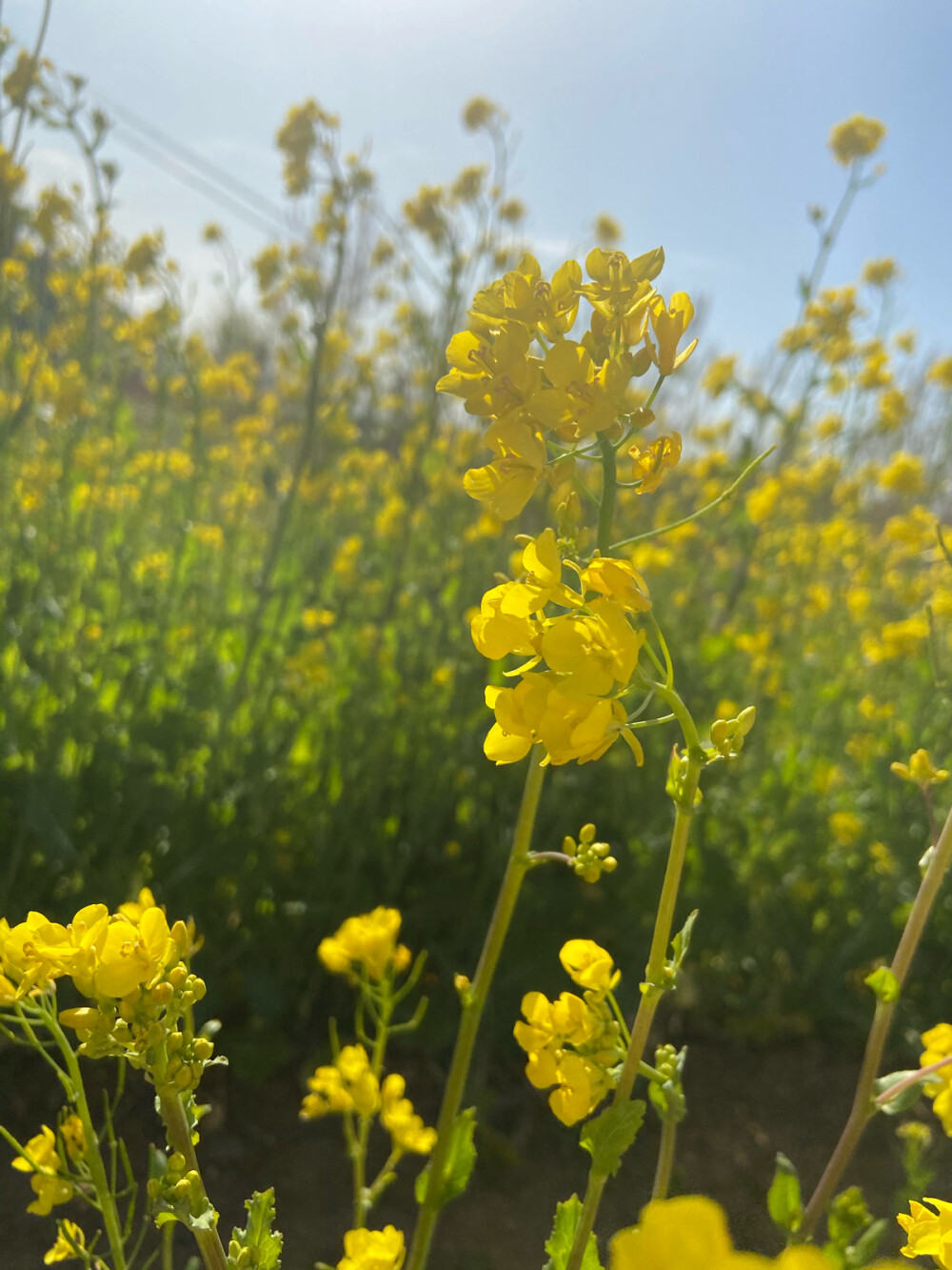 油菜花