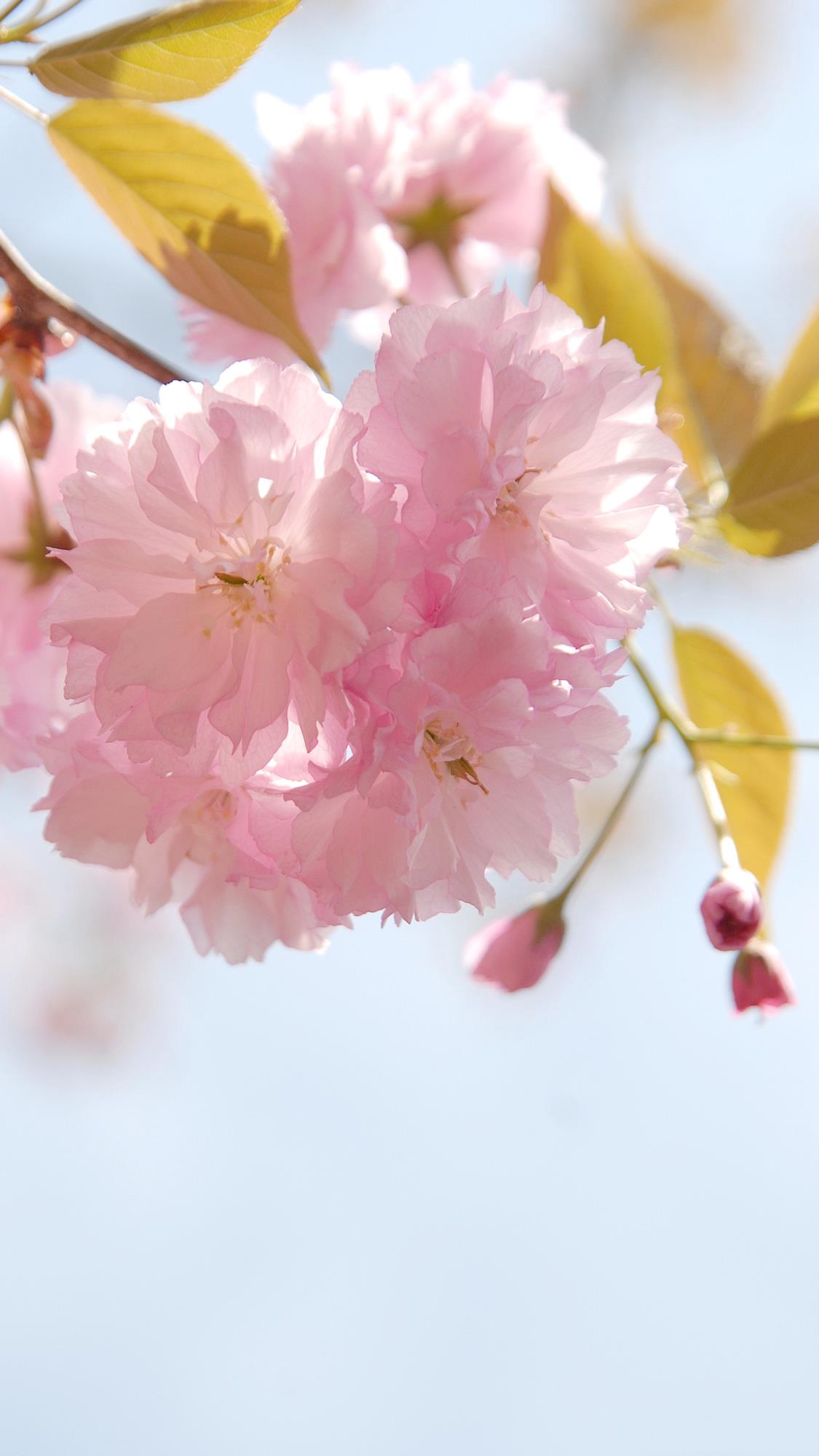 樱花壁纸