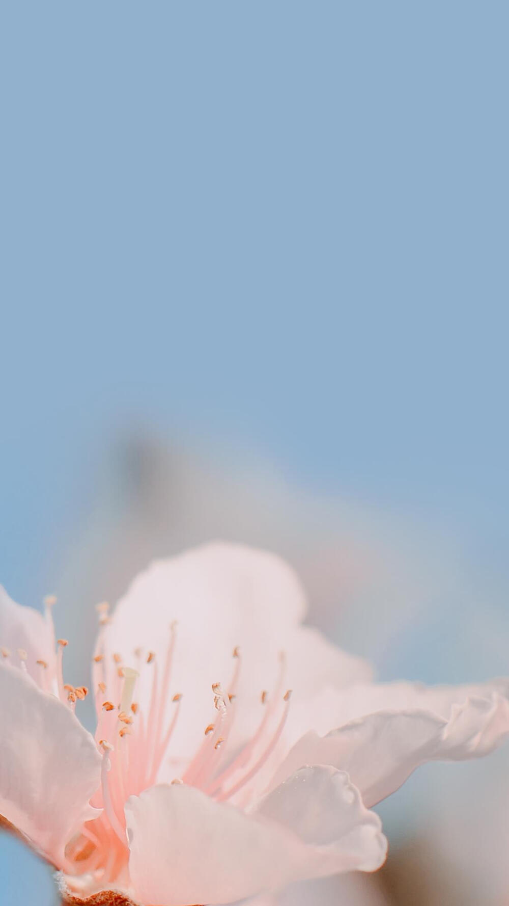 岁月安好,枝头春意 #静物壁纸#风景#蓝天#粉色系春花满枝头()⿻*