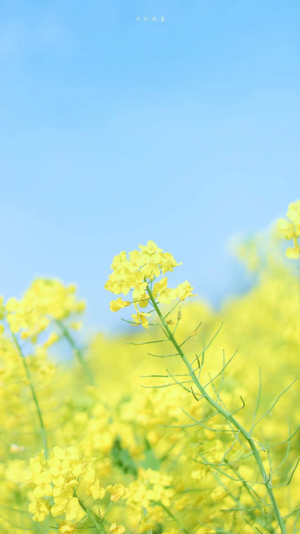 小羊和油菜花 - 堆糖,美图壁纸兴趣社区