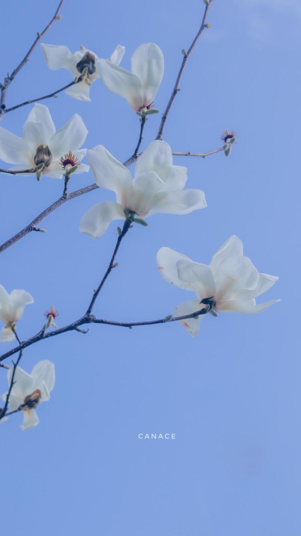 岁月安好,枝头春意 #静物壁纸#风景#蓝天#粉色系春花满枝头()⿻*