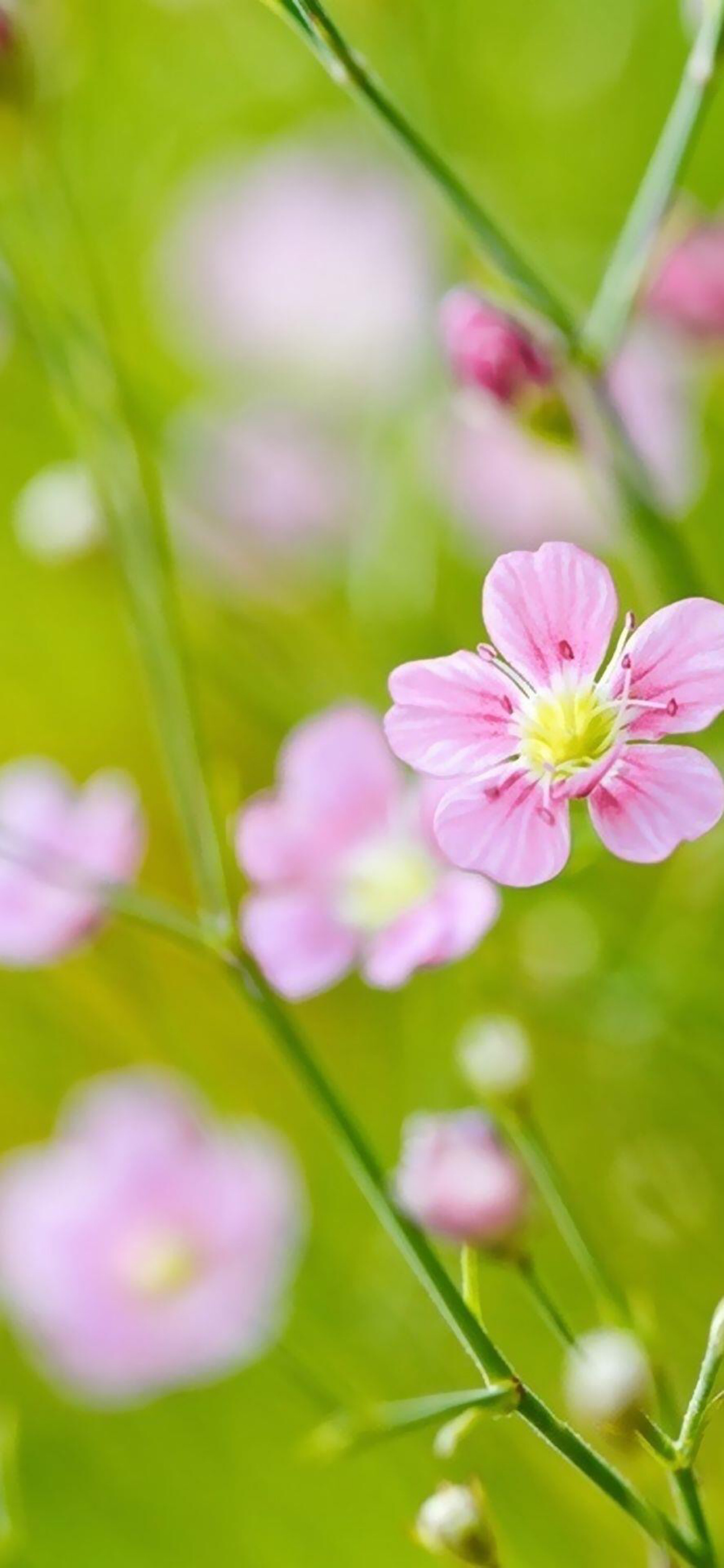 iphonex壁纸 麦蓝花 一颗酸苹果