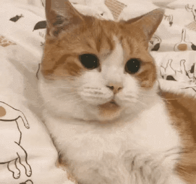 沙雕猫可爱猫表情包
