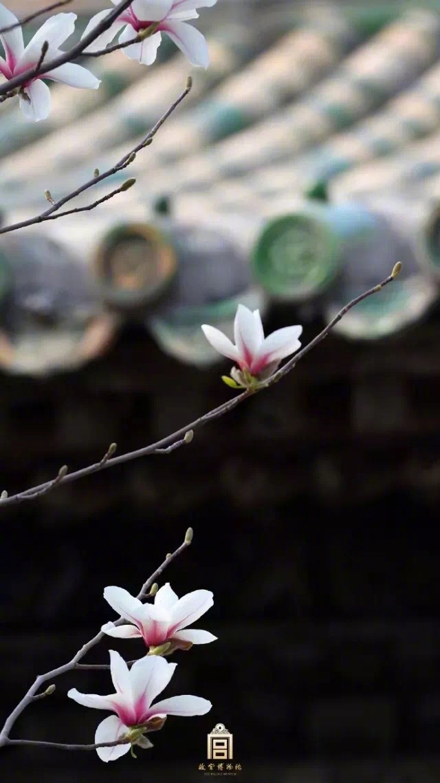 玉兰花 壁纸