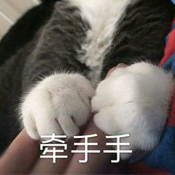 猫牵手手