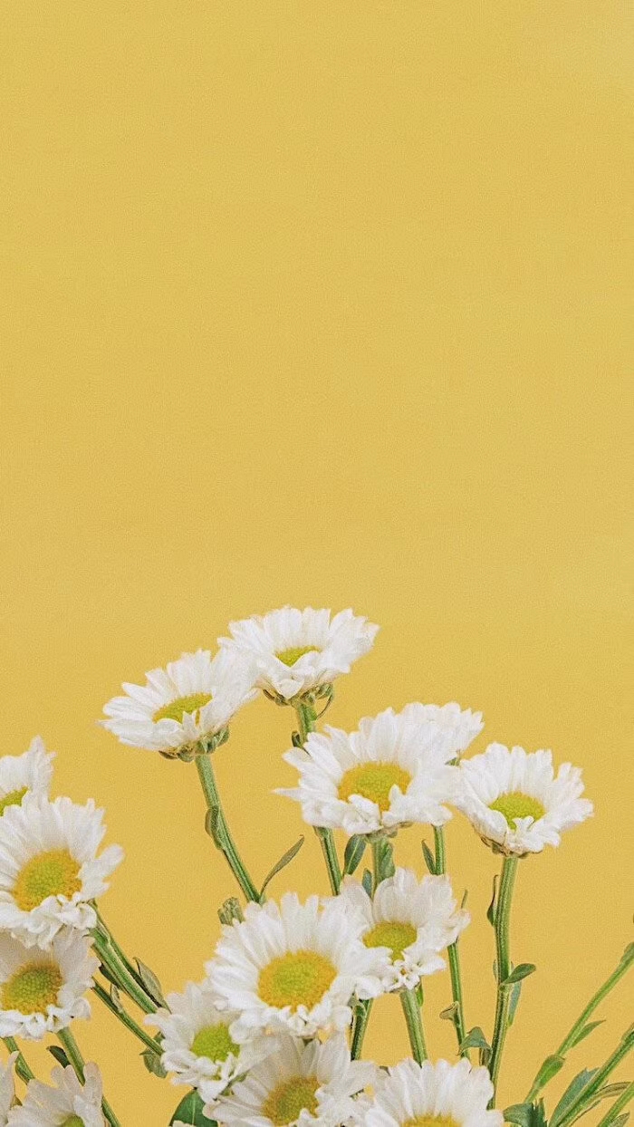 适合春天的黄色壁纸哦,满满的小雏菊