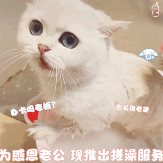 猫咪 猫猫表情包