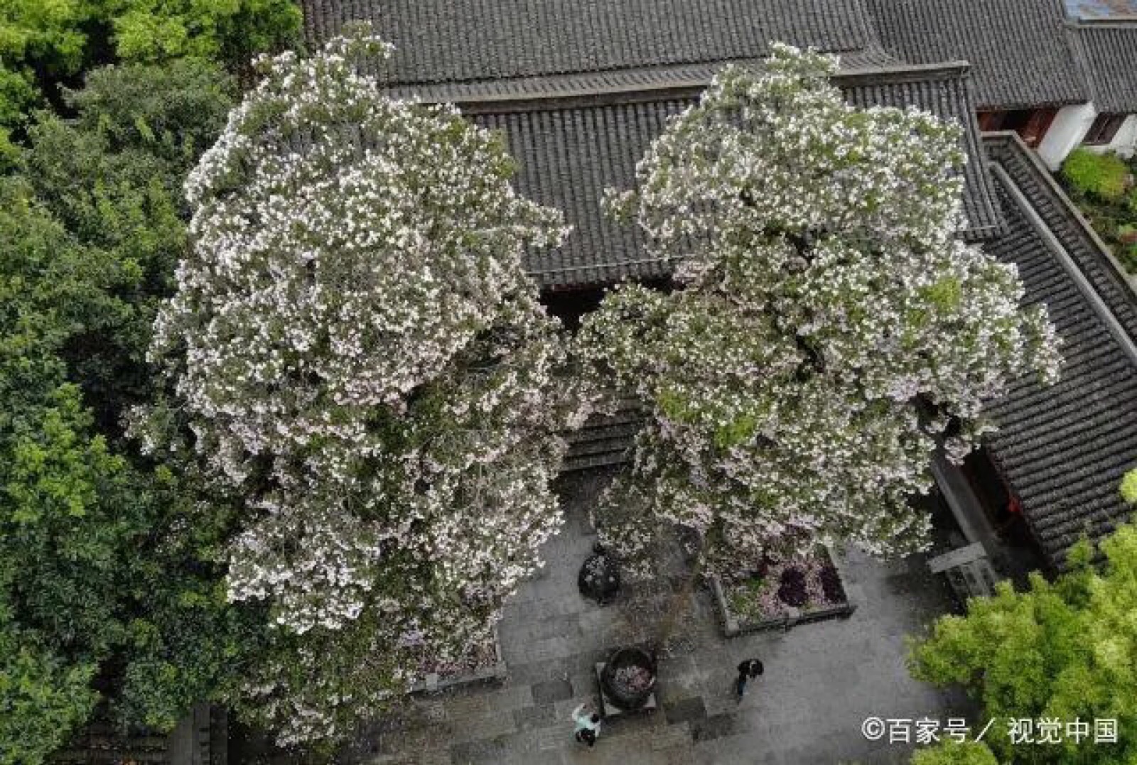杭州西湖吴山景区内,两棵开满鲜花的楸树迎… - 堆糖,美图壁纸兴趣