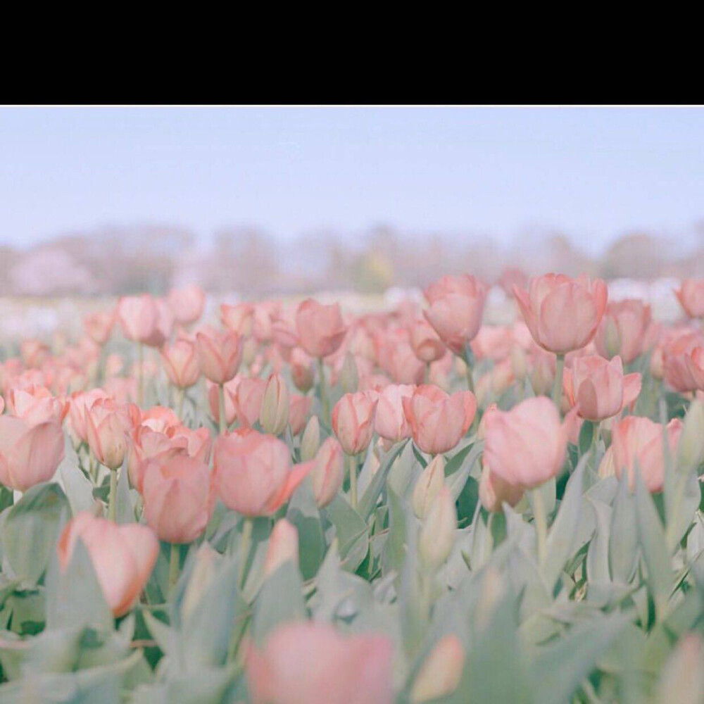 郁金香花海