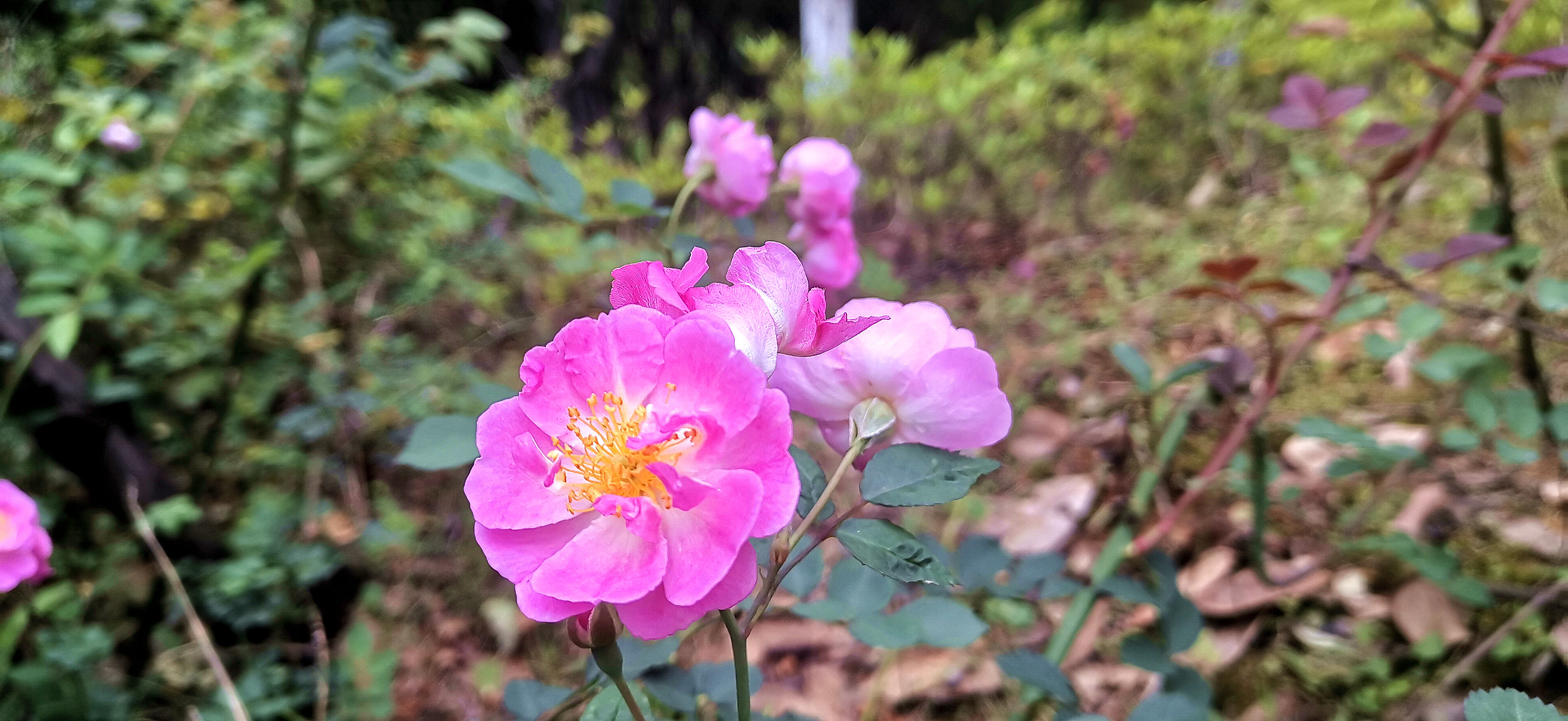 吉安视觉:后河味道的"七姊妹花"盛开 美丽多姿 温馨浪漫