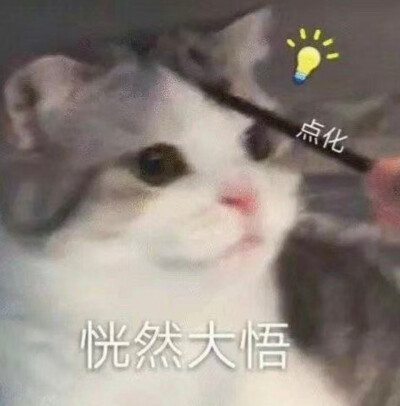 猫猫惊讶表情包