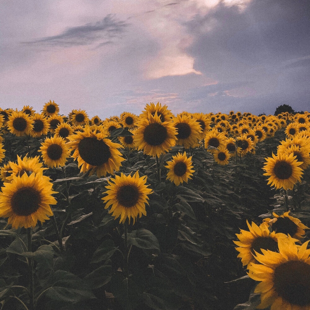 向日葵(sunflowers )沉默的爱"它的花语是沉默的爱.
