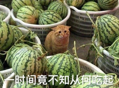 吃瓜表情包