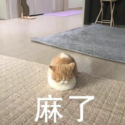 笨蛋猫咪表情包