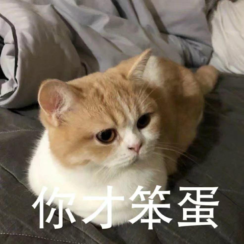 笨蛋猫咪表情包