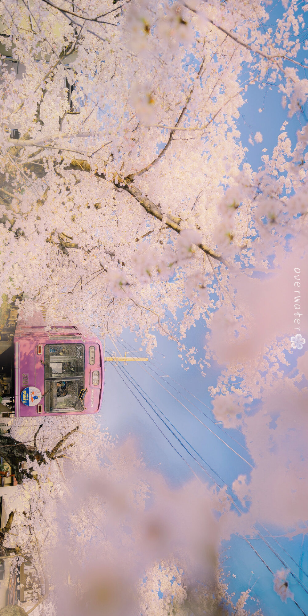 日本 樱花 横屏壁纸
