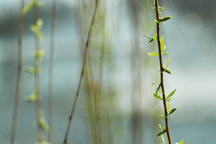 雨过条风着柳芽,淡黄浅绿嫩如花.