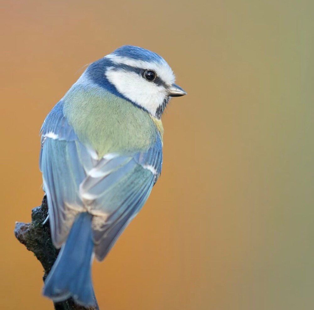 蓝冠山雀是在树洞里筑巢的,如果人类在城市周边的树林为之准备巢箱