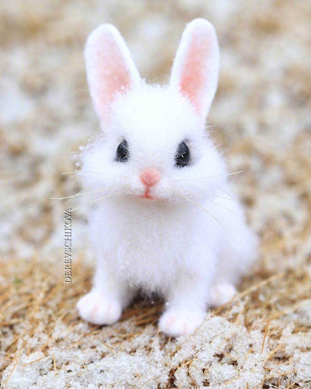 动物夏季兔子草地发呆摄影图配图高清摄影大图-千库网
