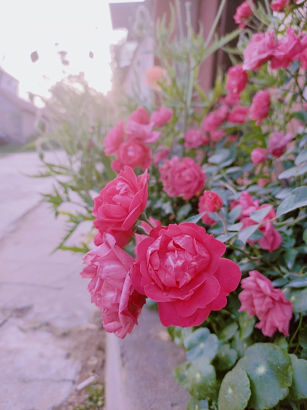 花花