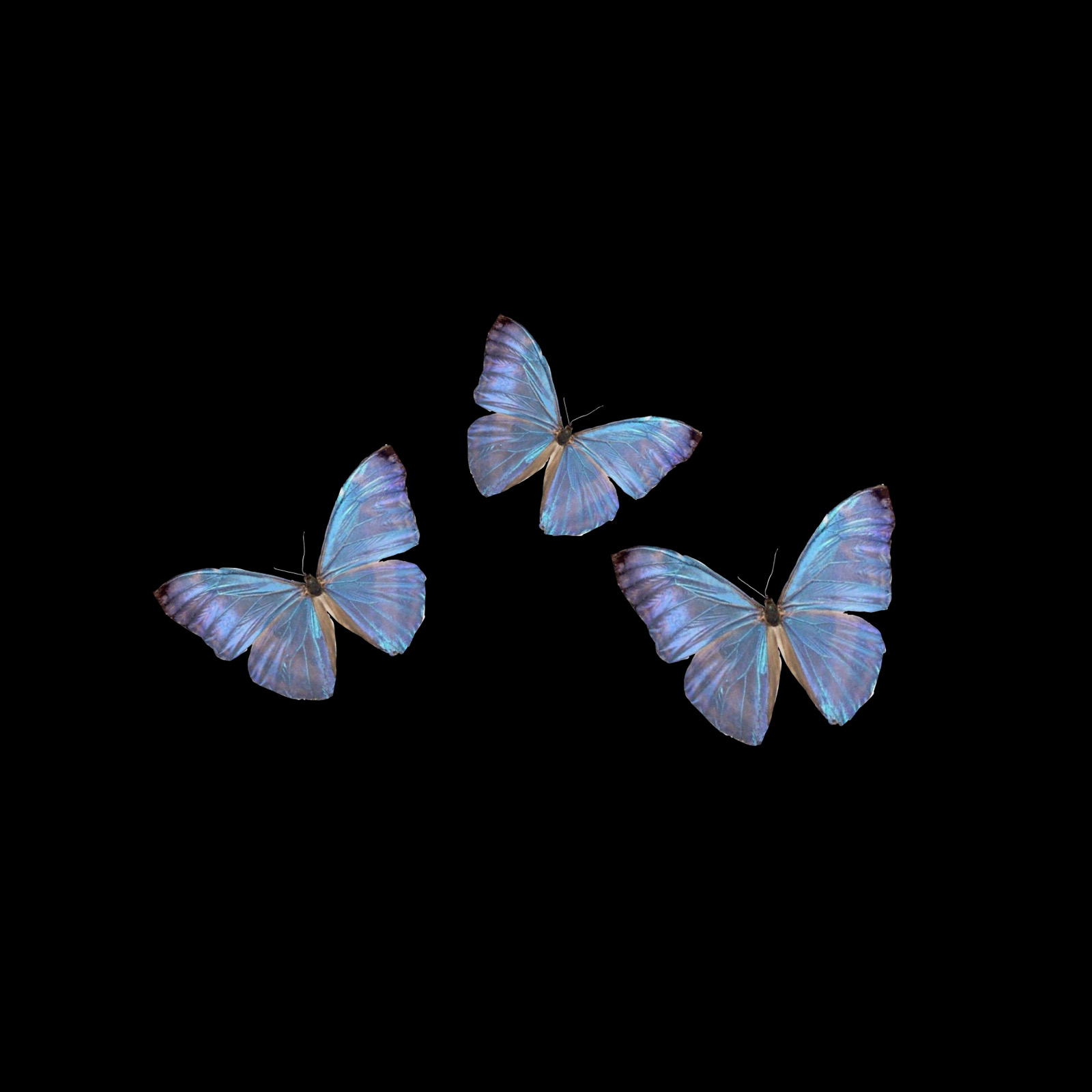 蝴蝶背景- 高清图片，堆糖，美图壁纸兴趣社区