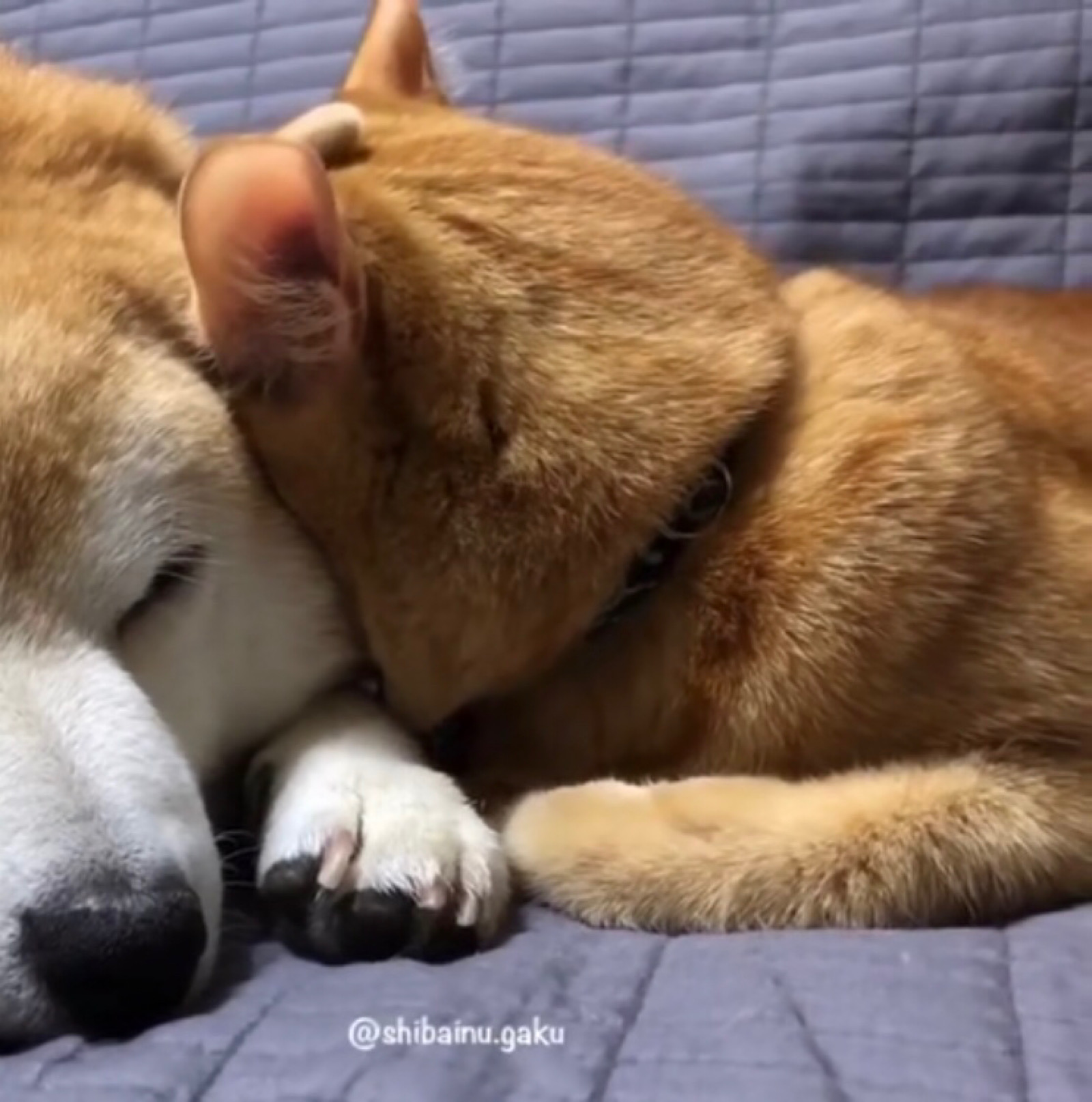 柴犬橘猫