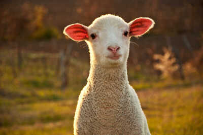 html 羊是对部分羊亚科动物的统称,在生物学上称为羊族为羊亚科下的一