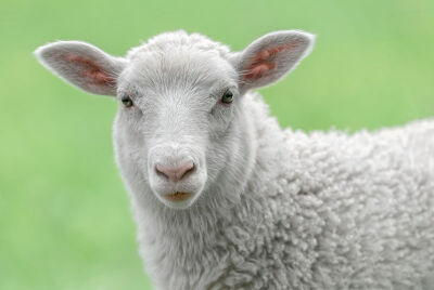 html 羊是对部分羊亚科动物的统称,在生物学上称为羊族为羊亚科下的一