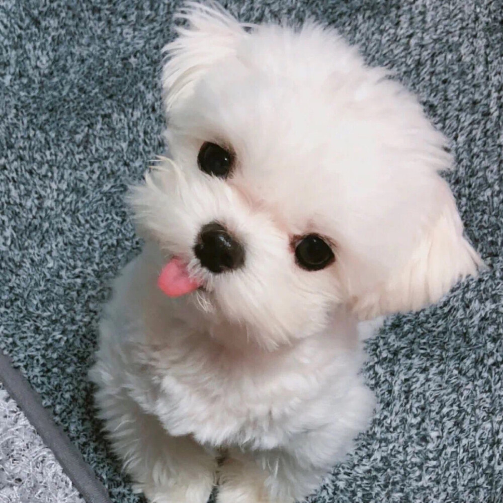 小可爱