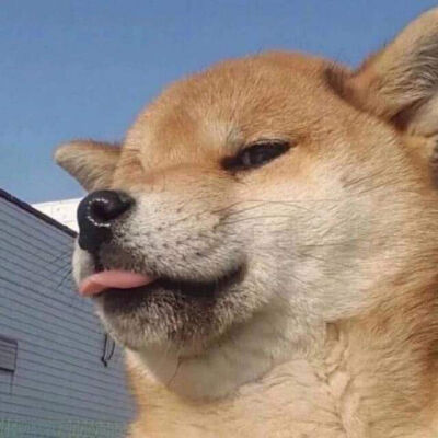 柴犬沙雕头像