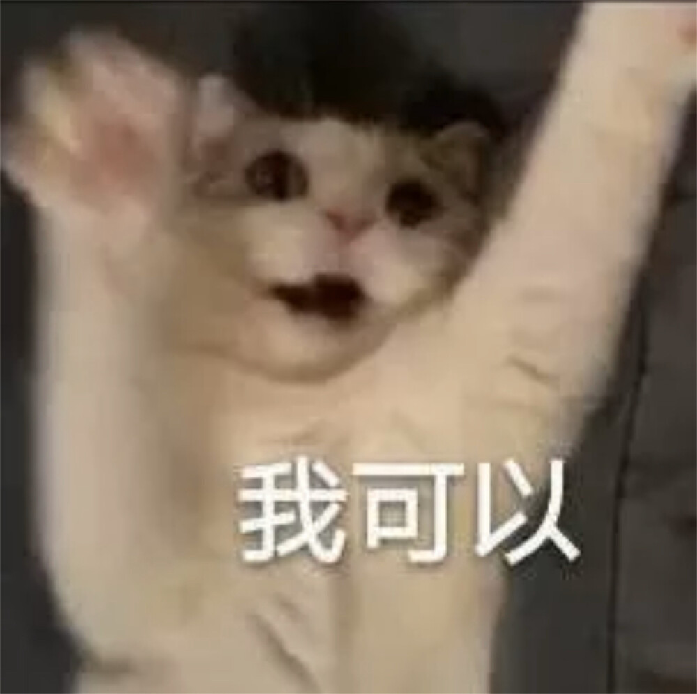 猫猫表情包 我可以