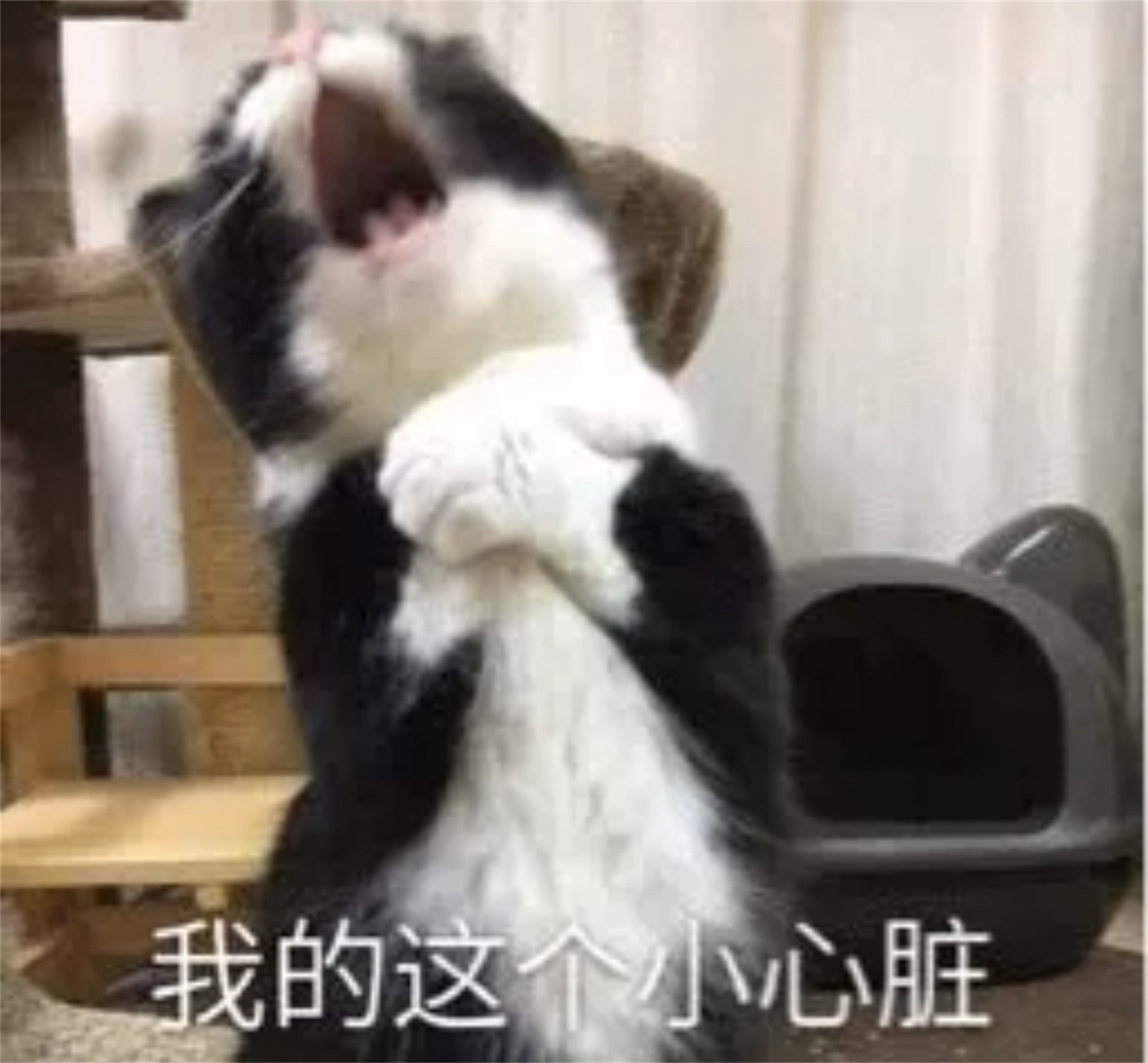 猫猫表情包捂住心口我这个小心脏啊