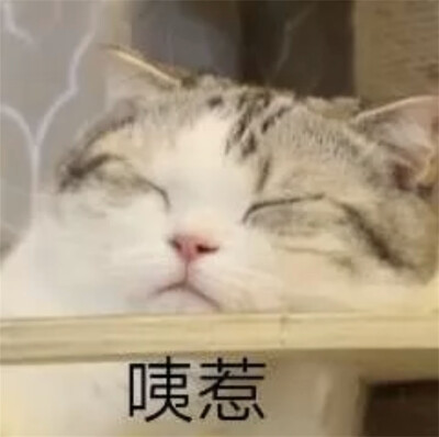 猫猫表情包 咦惹