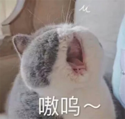 猫猫表情包 嗷呜 胖猫嚎叫