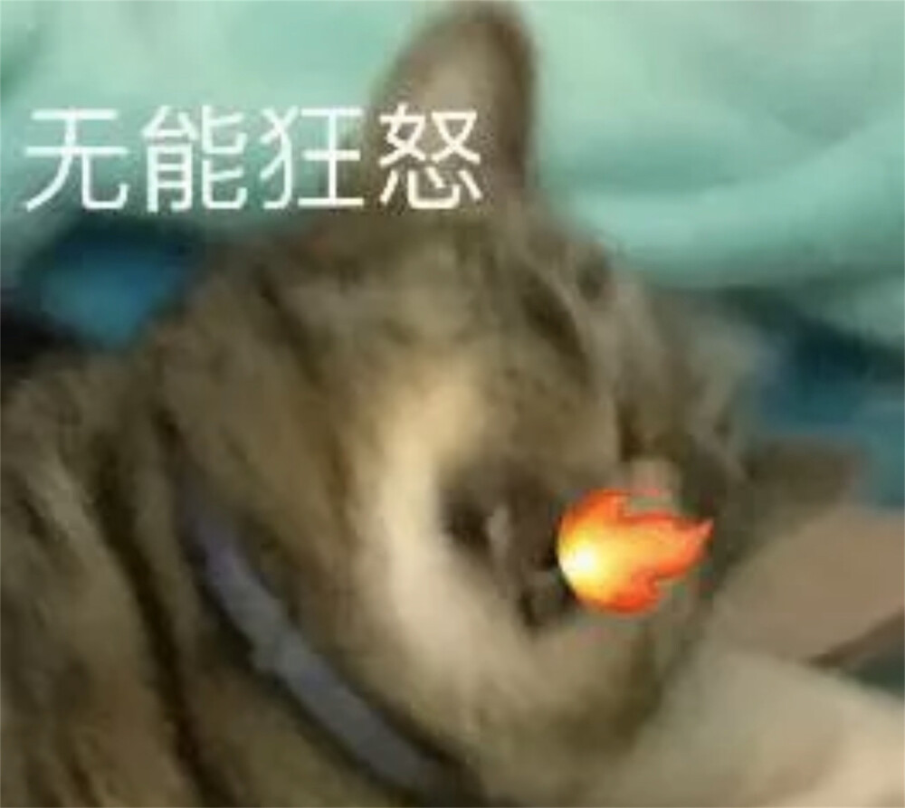 猫猫表情包 无能狂怒