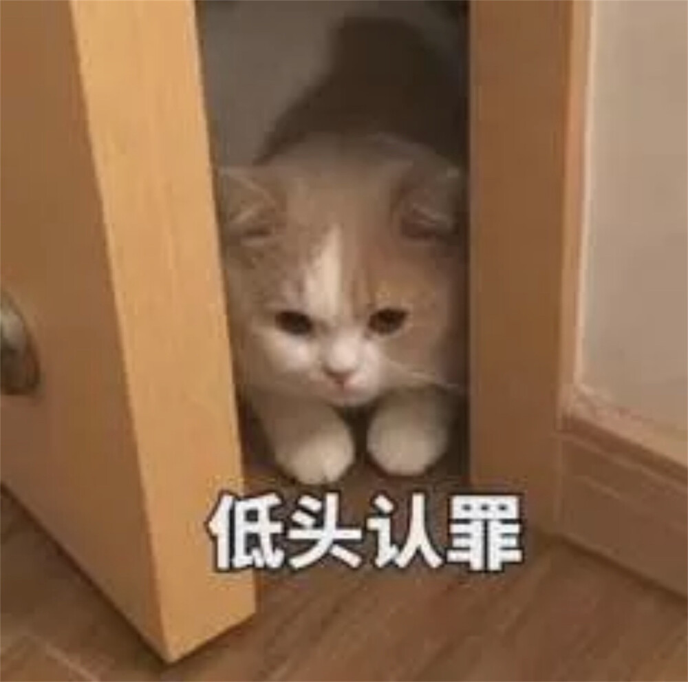 超级可爱的猫咪表情包