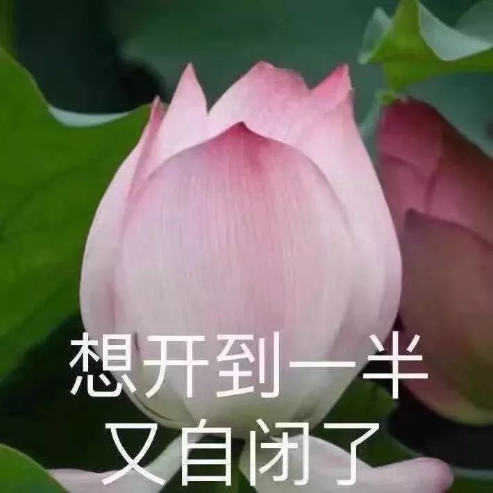 表情包 