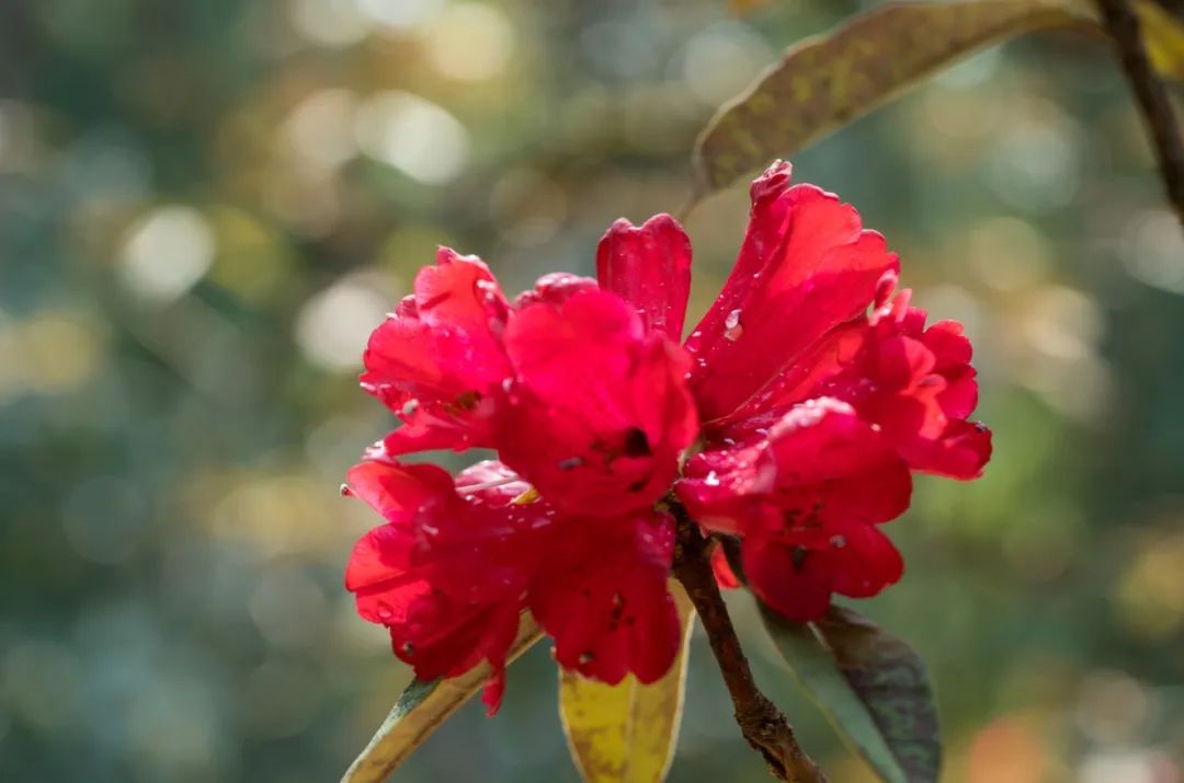 云南野生杜鹃花,以色彩鲜艳而闻名.