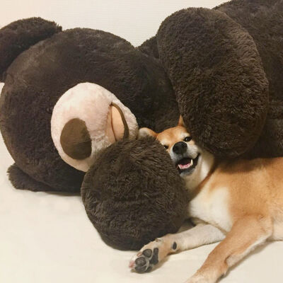 柴犬沙雕头像
