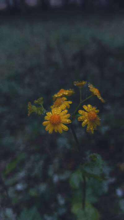 小花花背景图