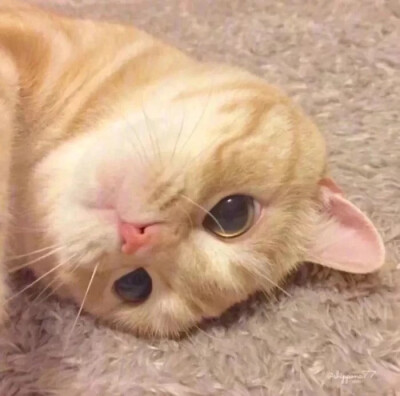情侣头像/猫咪头像