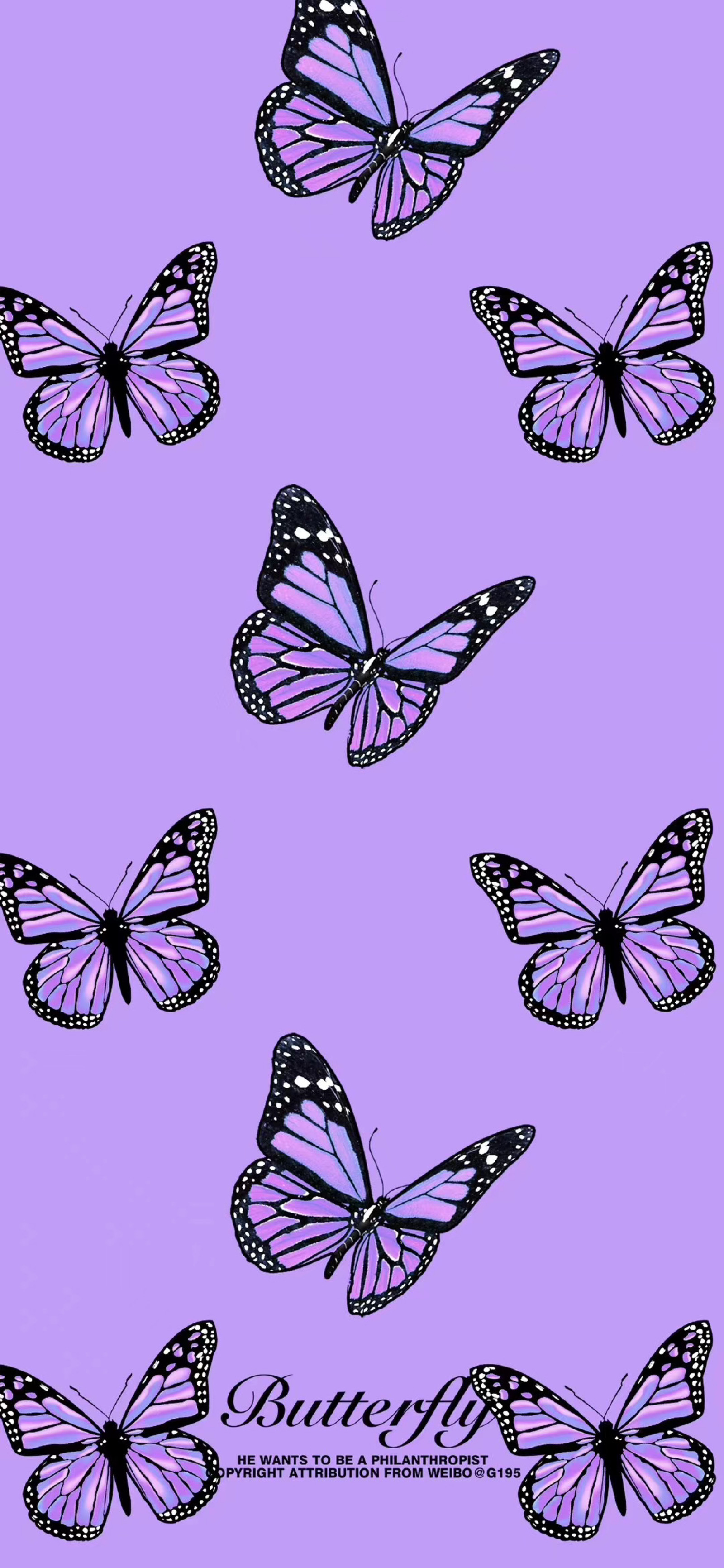蝴蝶壁纸 - 高清图片，堆糖，美图壁纸兴趣社区