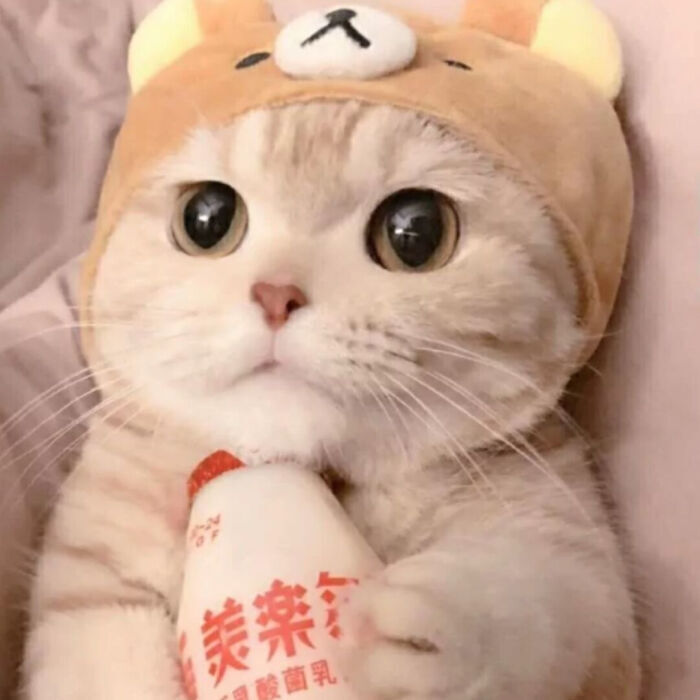 猫猫头像