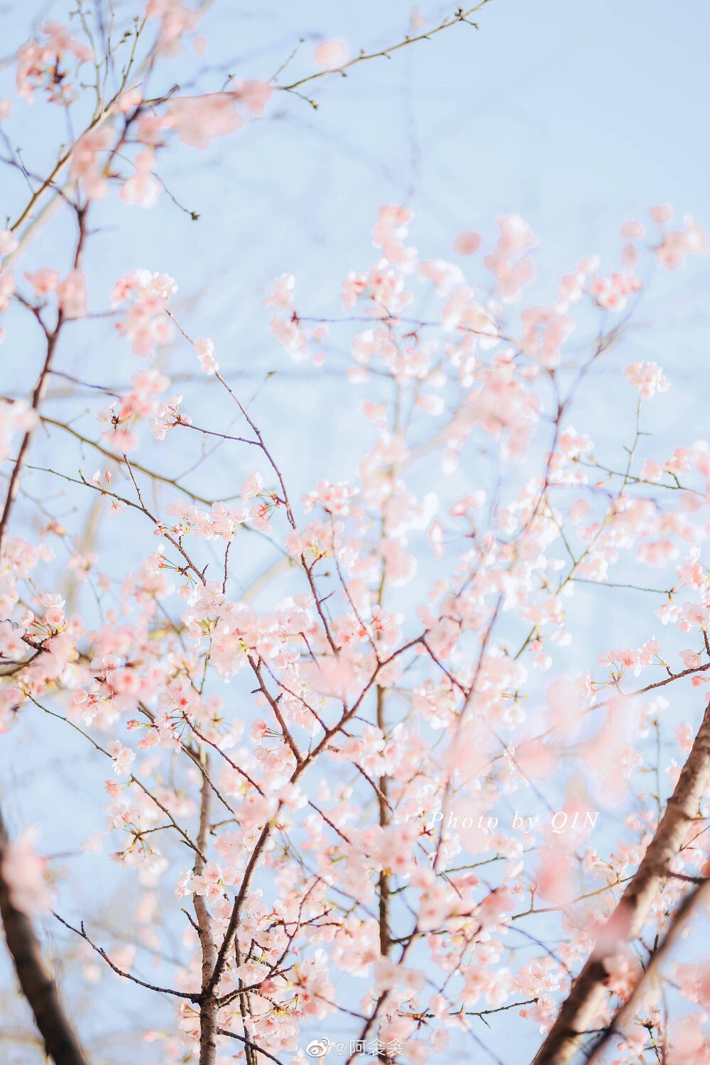早安日记# 樱花摄影:@阿衾衾 67 - 堆糖,美图壁纸