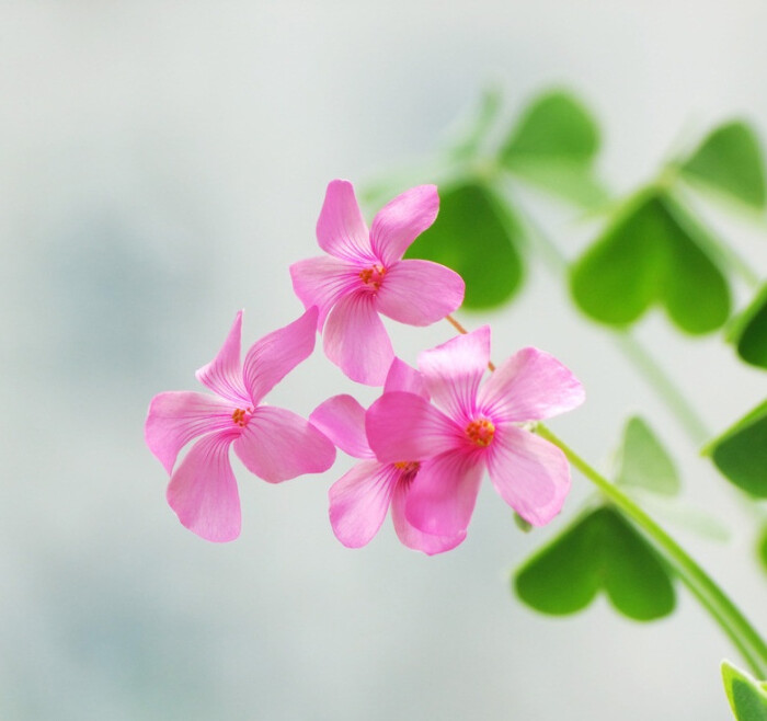 红花酢浆草