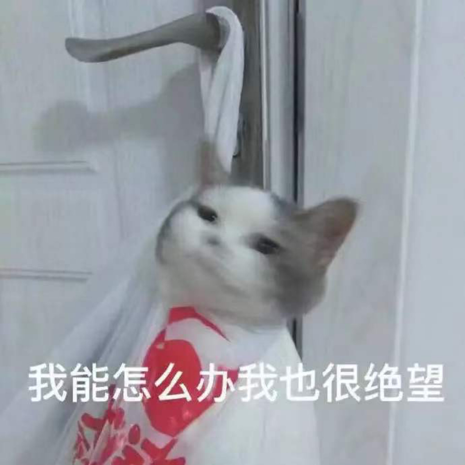 沙雕猫猫的动漫表情包-自留