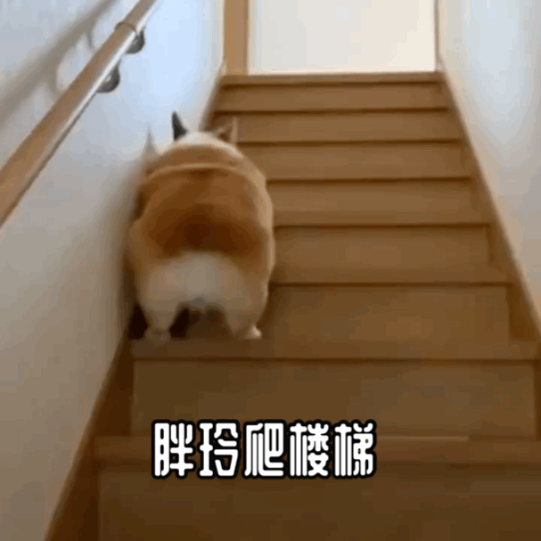 胖玲爬楼梯