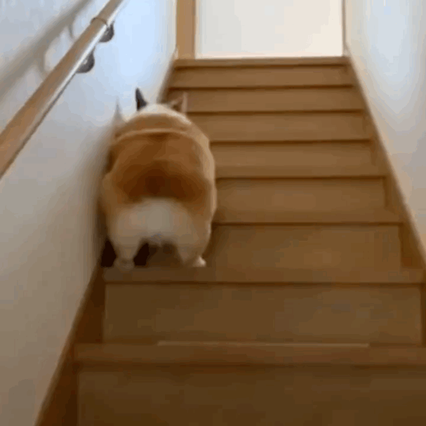 胖玲爬楼梯